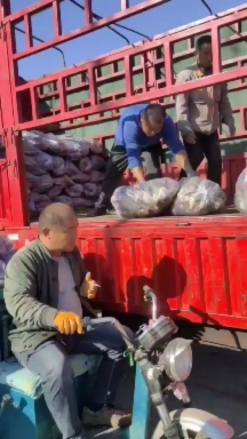 山东维坊水果萝卜新品冰激糖心萝卜基地直供一手货源