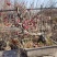 长寿果冬红果树盆景，200亩基地培育种植，造型独特新颖