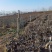 长寿果冬红果树盆景，200亩基地培育种植，造型独特新颖