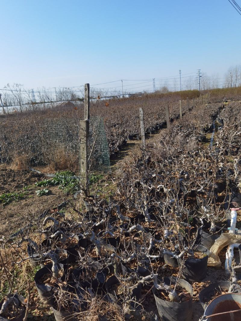 长寿果冬红果树盆景，200亩基地培育种植，造型独特新颖