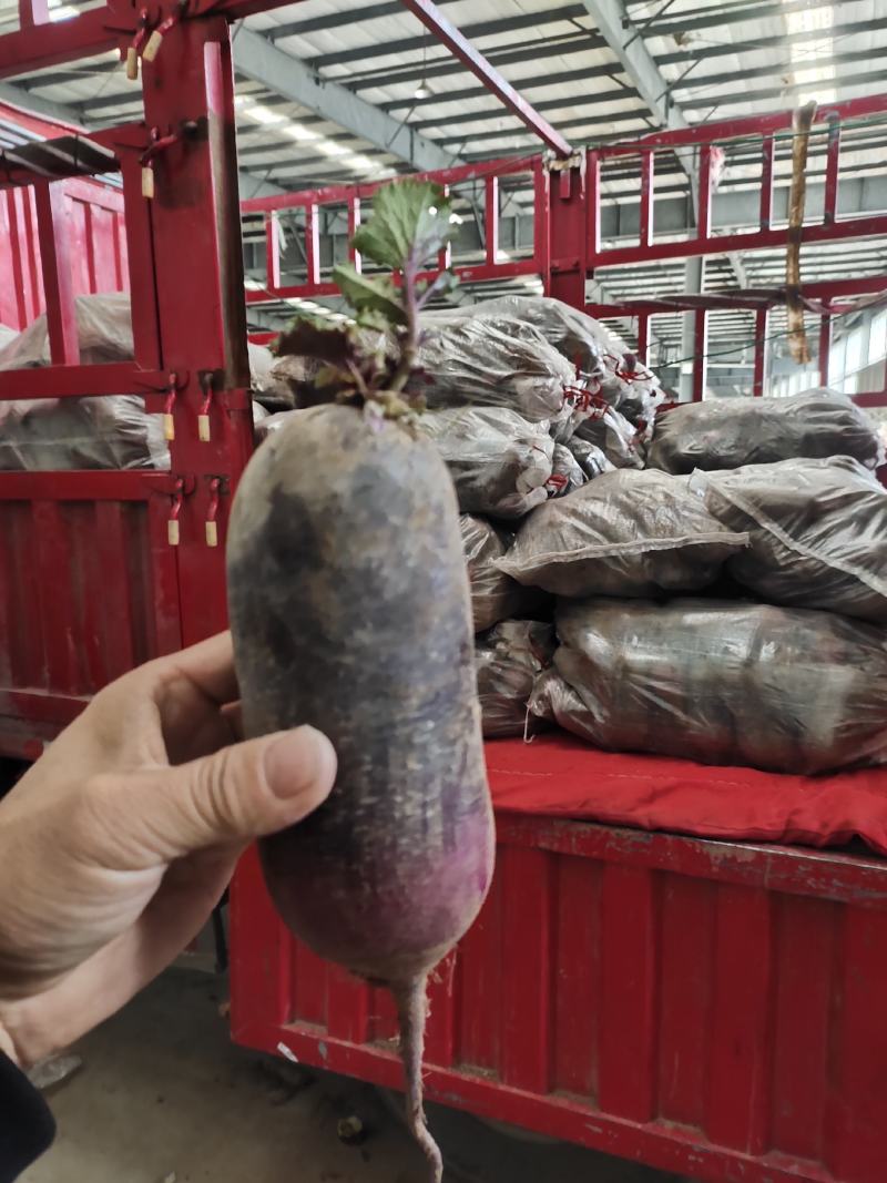 山东维坊水果萝卜维县萝卜一手货源产地直供欢迎各位老板连系