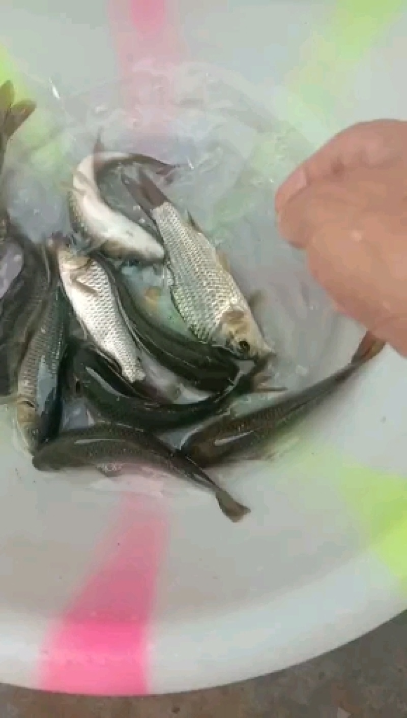 优质的鲤鱼苗，瘦身鱼苗，长势快货源充足产地直发，