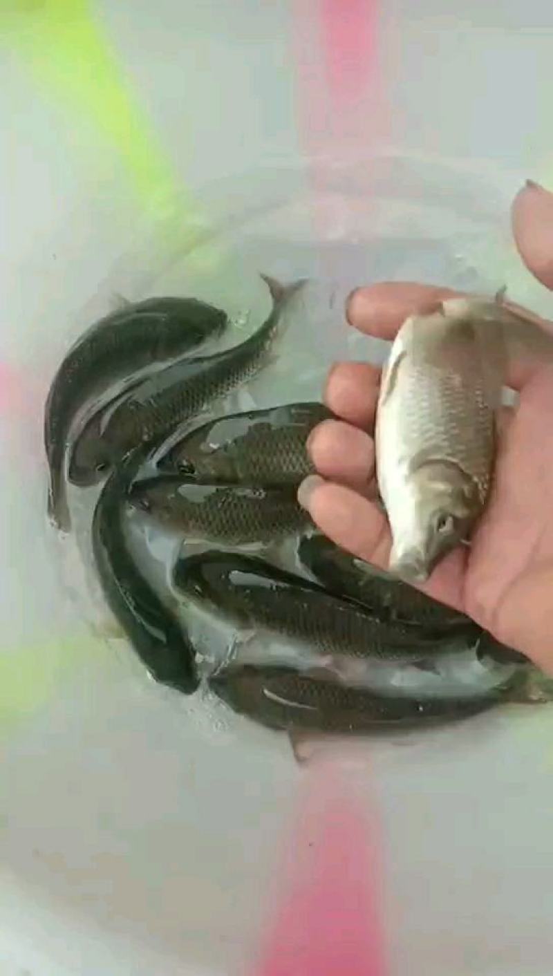 优质的鲤鱼苗，瘦身鱼苗，长势快货源充足产地直发，