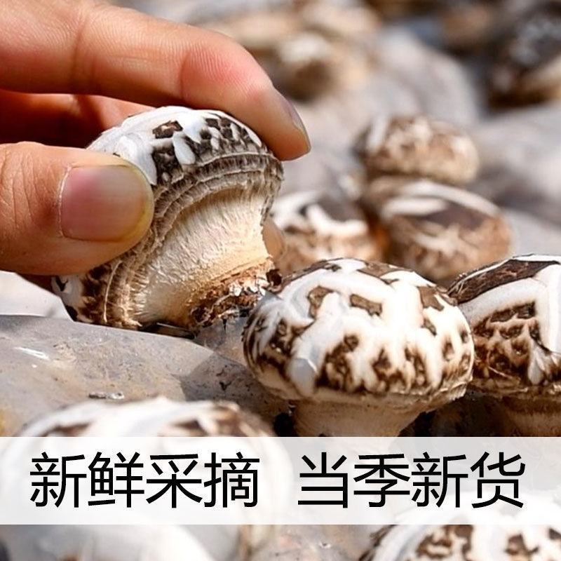 【精品】香菇白花菇，产地直发量大从优，合作社产，质量保证
