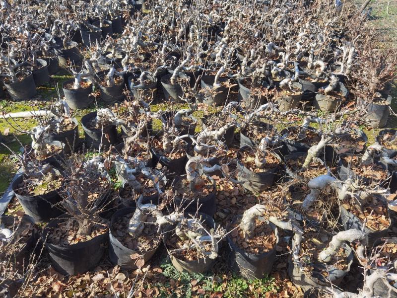 大红荣红富士苹果老桩盆景型盆栽寒富士苹果矮化当年结果