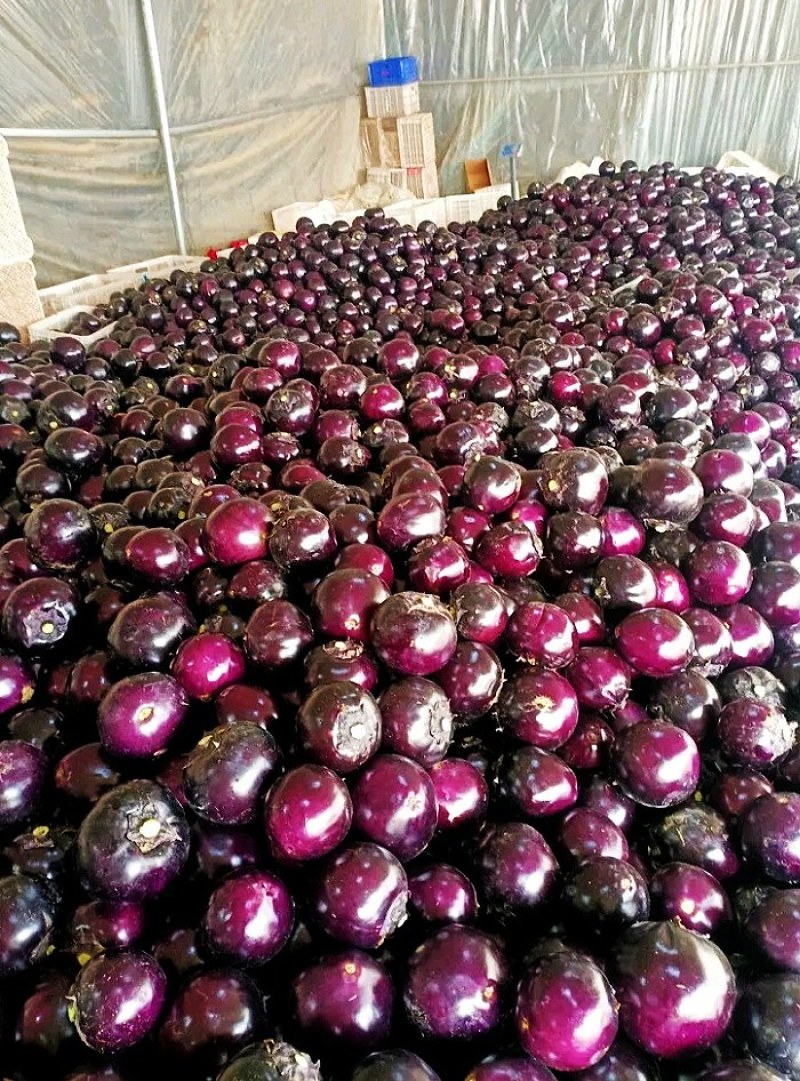 山东莘县圆茄，茄子，紫光圆茄【净棚货，食堂货】量大，价低