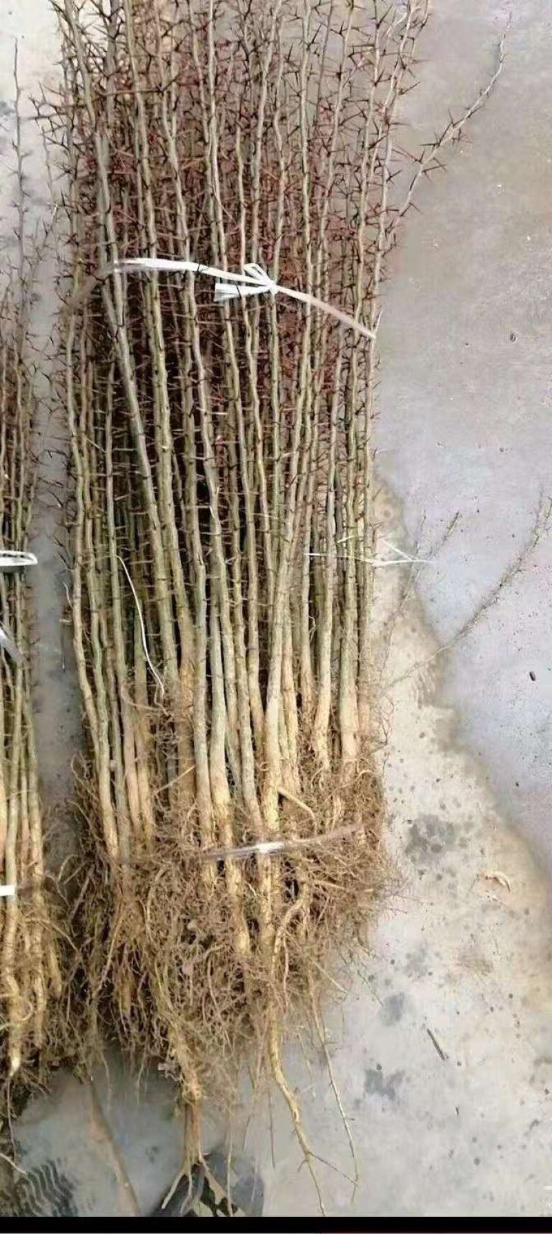 皂角苗