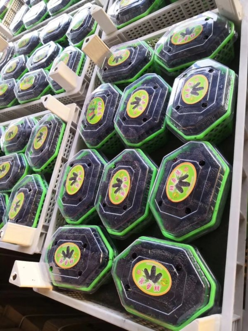 【热销】新鲜桑葚，个头均匀质量保证，可食用药用全国批发