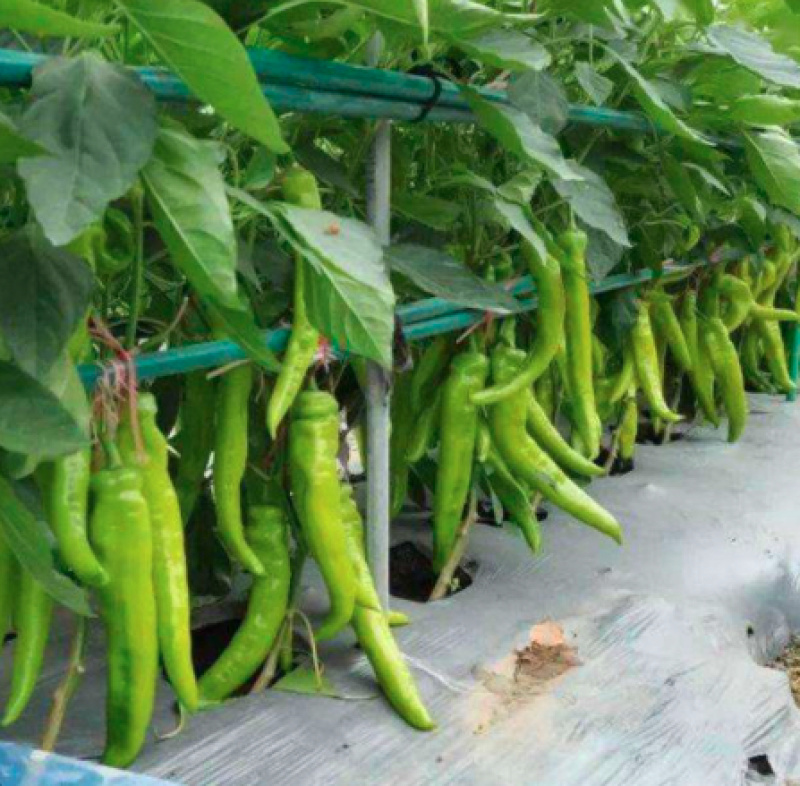 黄皮辣椒量大产地直供价格优惠专业代采欢迎咨询