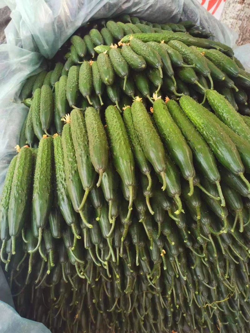 山东莘县黄瓜【大军菜站】密刺黄瓜亮条鲜花，价格便宜，电我