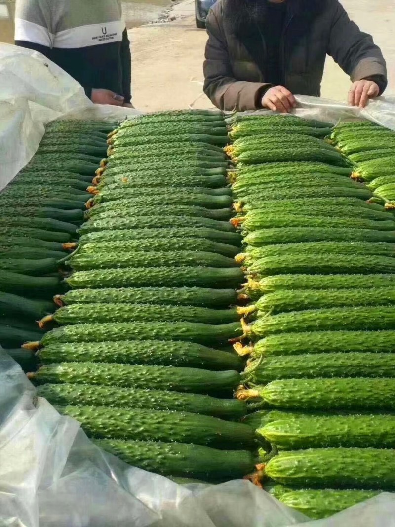 山东莘县黄瓜【大军菜站】密刺黄瓜亮条鲜花，价格便宜，电我