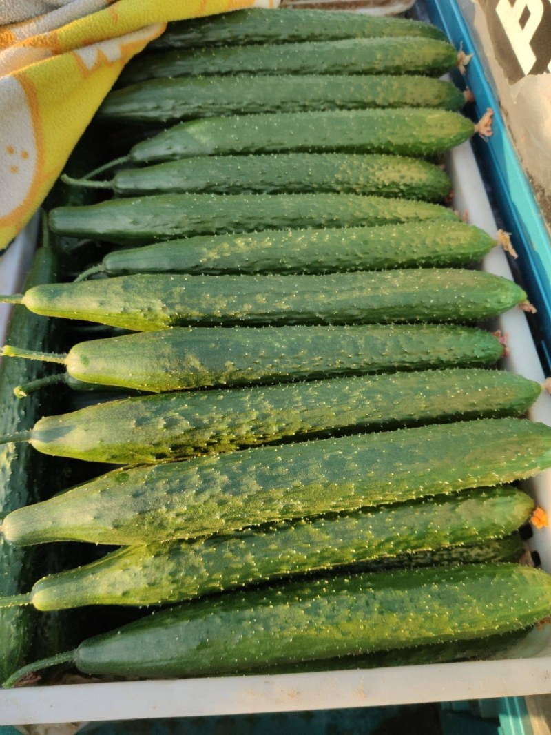 山东莘县黄瓜【食堂超市市场加工厂】每天30万斤量大