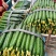 山东莘县黄瓜【食堂超市市场加工厂】每天30万斤量大