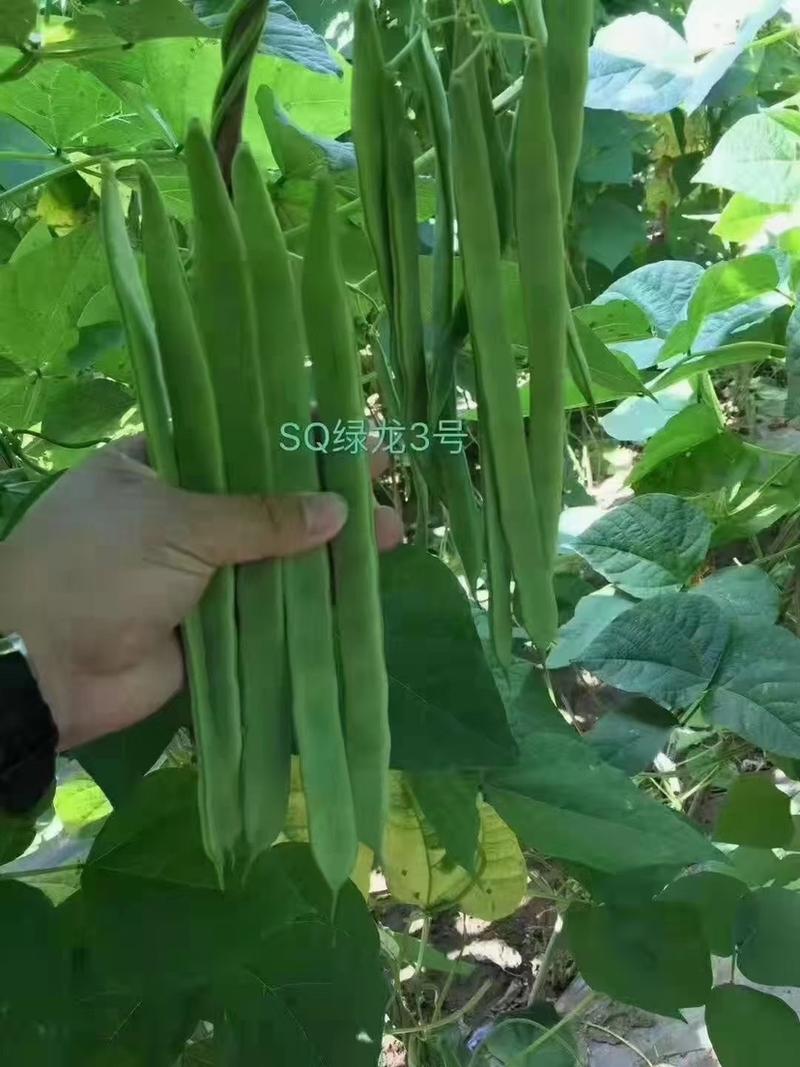 架豆种子SQ绿龙3号宽扁无筋架豆种子芸豆菜豆种籽高产