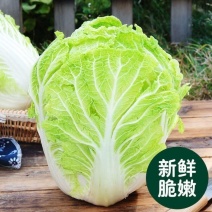 白菜大白菜黄心大白菜量大从优对接全国欢迎来电咨询