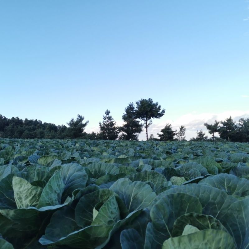 甘蓝圆包菜精品包菜量大从优对接全国质量保障