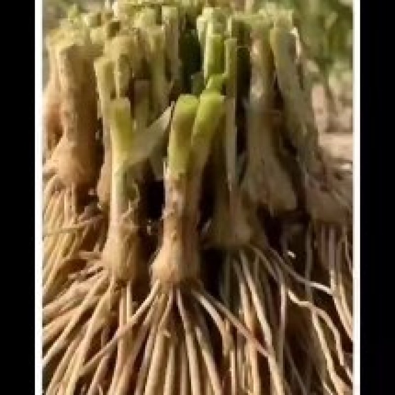韭菜苗