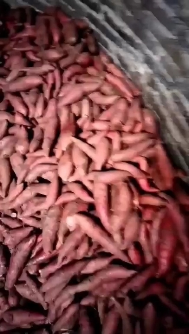 湖北西瓜红，红薯大量上市产地直供需要联系