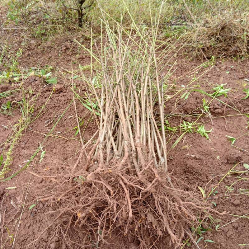 桃树苗，太白脆甜桃，(美脆桃)美观大方，含糖量高，纯甜。
