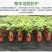 【推荐】防草布除草布多功能园艺地布透水透气抑草