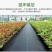 【推荐】防草布除草布多功能园艺地布透水透气抑草