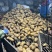 望奎广兴薯业出售尤金885荷兰十五脱毒种薯抗病高产耐储存