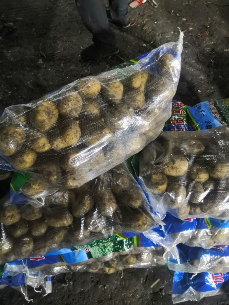 望奎广兴薯业出售尤金885荷兰十五脱毒种薯抗病高产耐储存