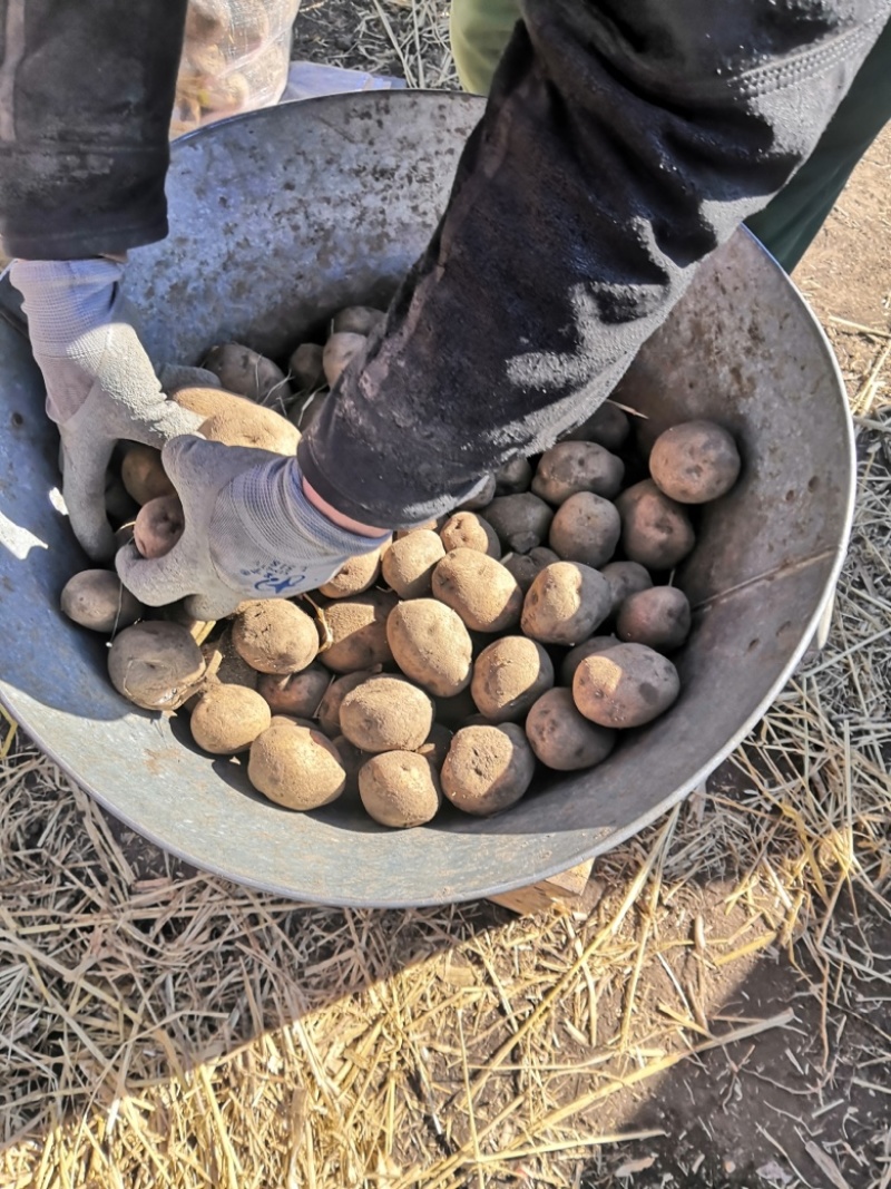 望奎广兴薯业出售尤金885荷兰十五脱毒种薯抗病高产耐储存