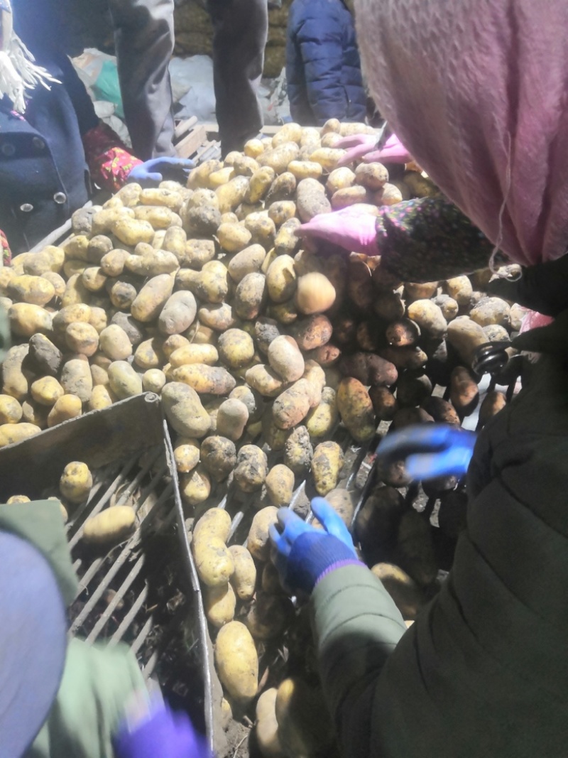 望奎广兴薯业出售尤金885荷兰十五脱毒种薯抗病高产耐储存