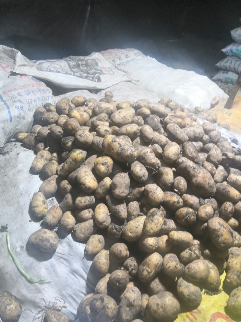 望奎广兴薯业出售尤金885荷兰十五脱毒种薯抗病高产耐储存