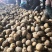 望奎广兴薯业出售尤金885荷兰十五脱毒种薯抗病高产耐储存