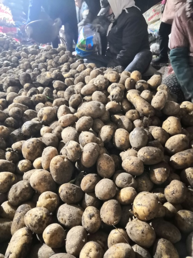 望奎广兴薯业出售尤金885荷兰十五脱毒种薯抗病高产耐储存