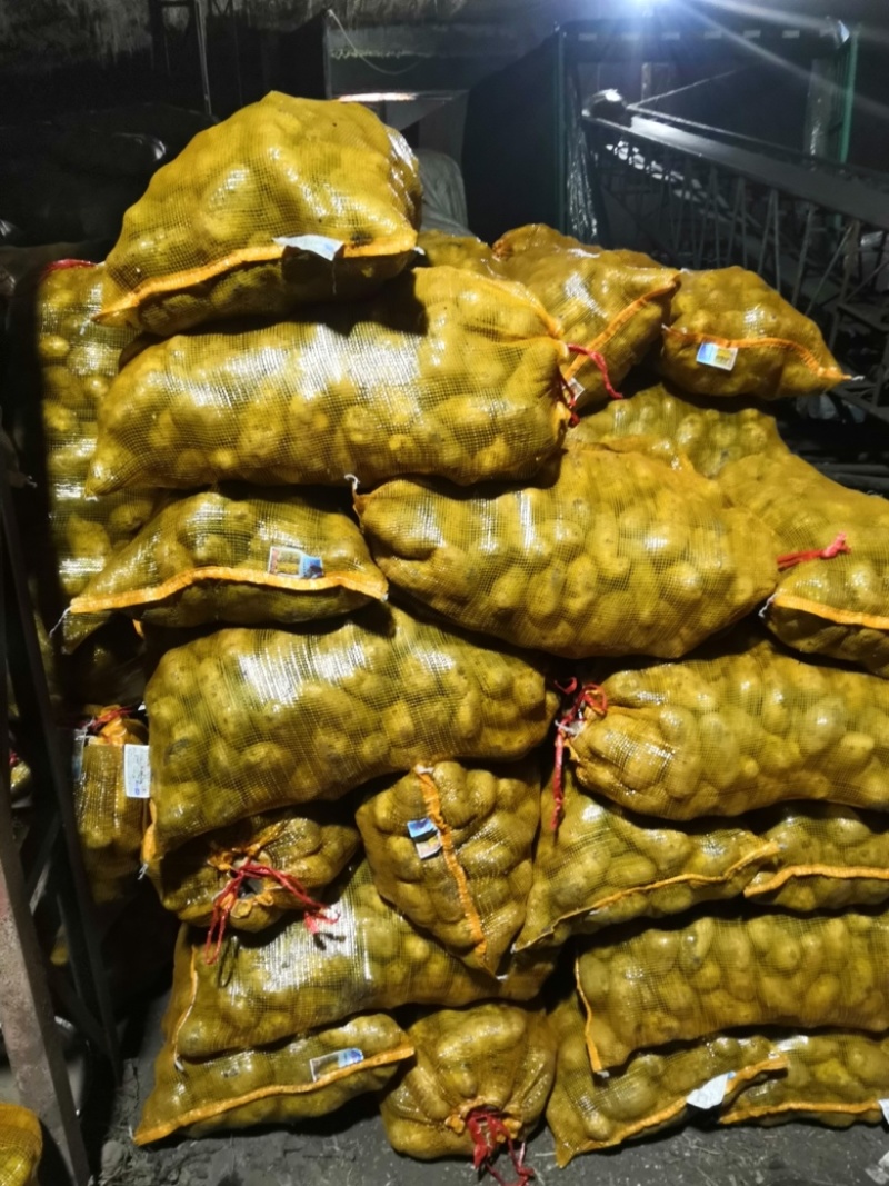 望奎广兴薯业出售尤金885荷兰十五脱毒种薯抗病高产耐储存