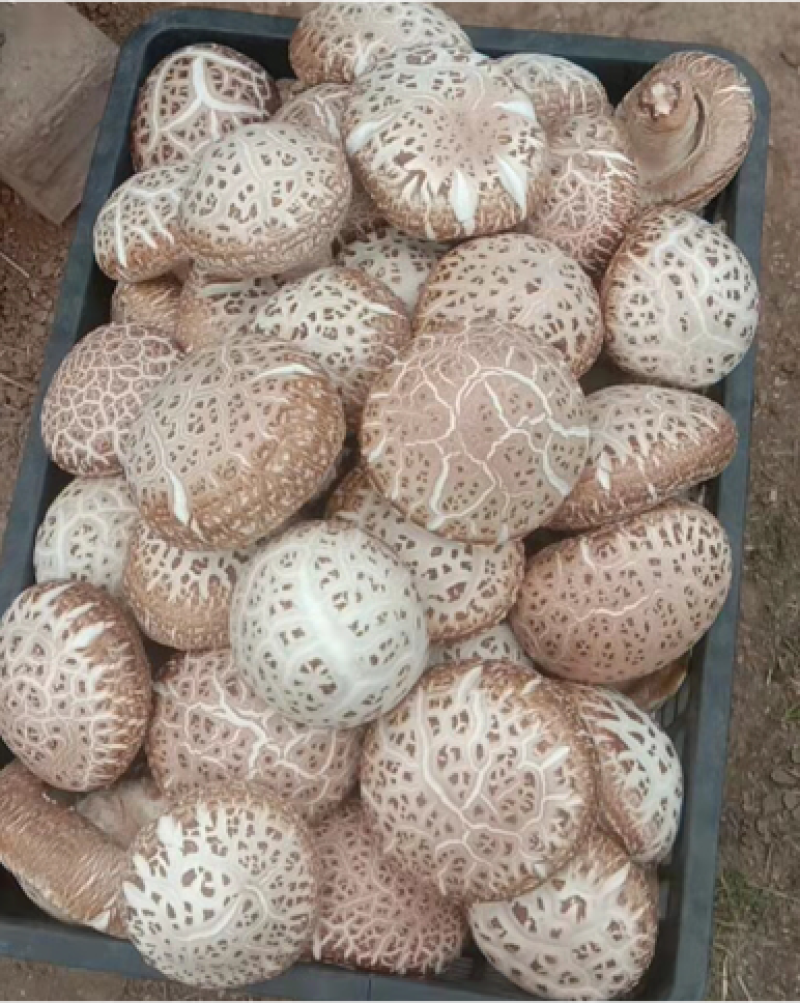 大花菇