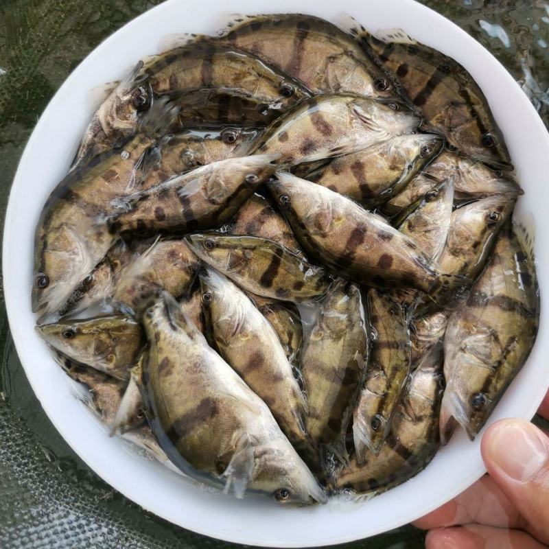 10-16公分大规格鳜鱼（现货）
