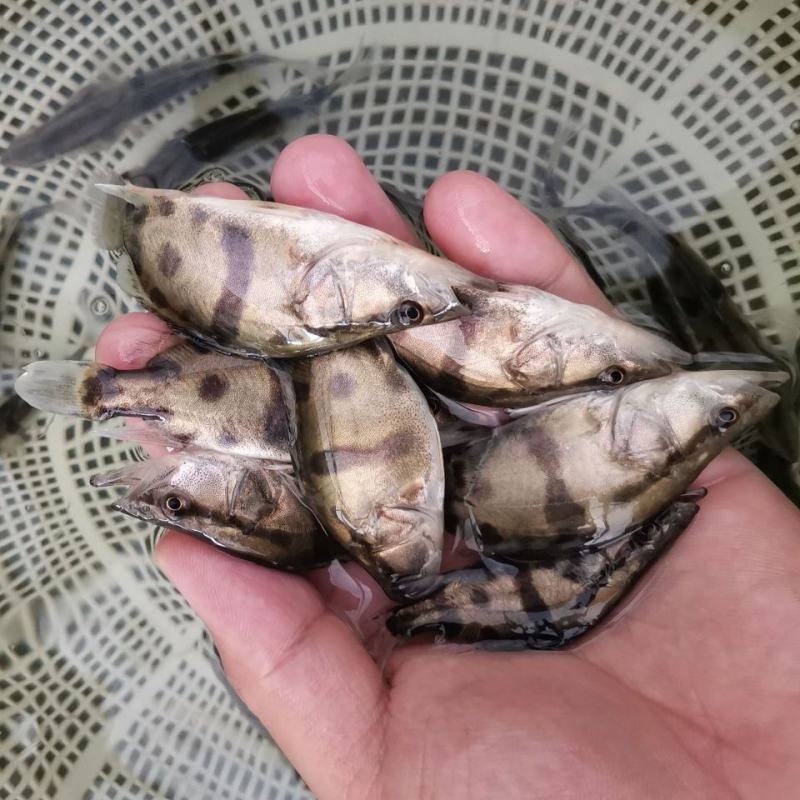 10-16公分大规格鳜鱼（现货）