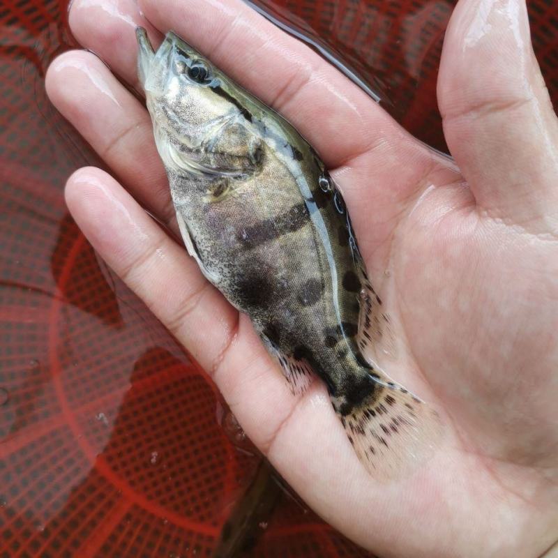10-16公分大规格鳜鱼（现货）