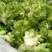 优质砀山儿菜大量上市货源充足诚信合作欢迎采购