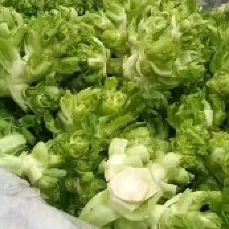 优质砀山儿菜大量上市货源充足诚信合作欢迎采购