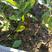 澳洲坚果苗，坚果子芽苗，4叶老熟，品种全