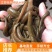 江苏水蛭苗，苏南青年苗原产地直发上门包技术包产量