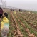 《牛商优选》优质胡萝卜大量供应批发货源充足代发全国