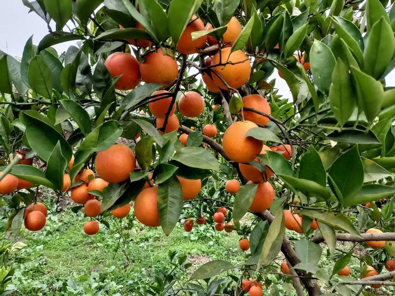 四川血橙精品血橙果园现摘现发品质保证一手货源