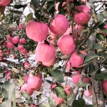 【优选】绥中高山寒富苹果大量热销中货量充足欢迎选购!