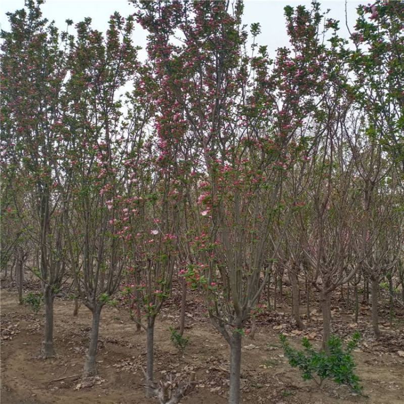 菏泽海棠北美海棠规格5~7cm租地到期，特价出售