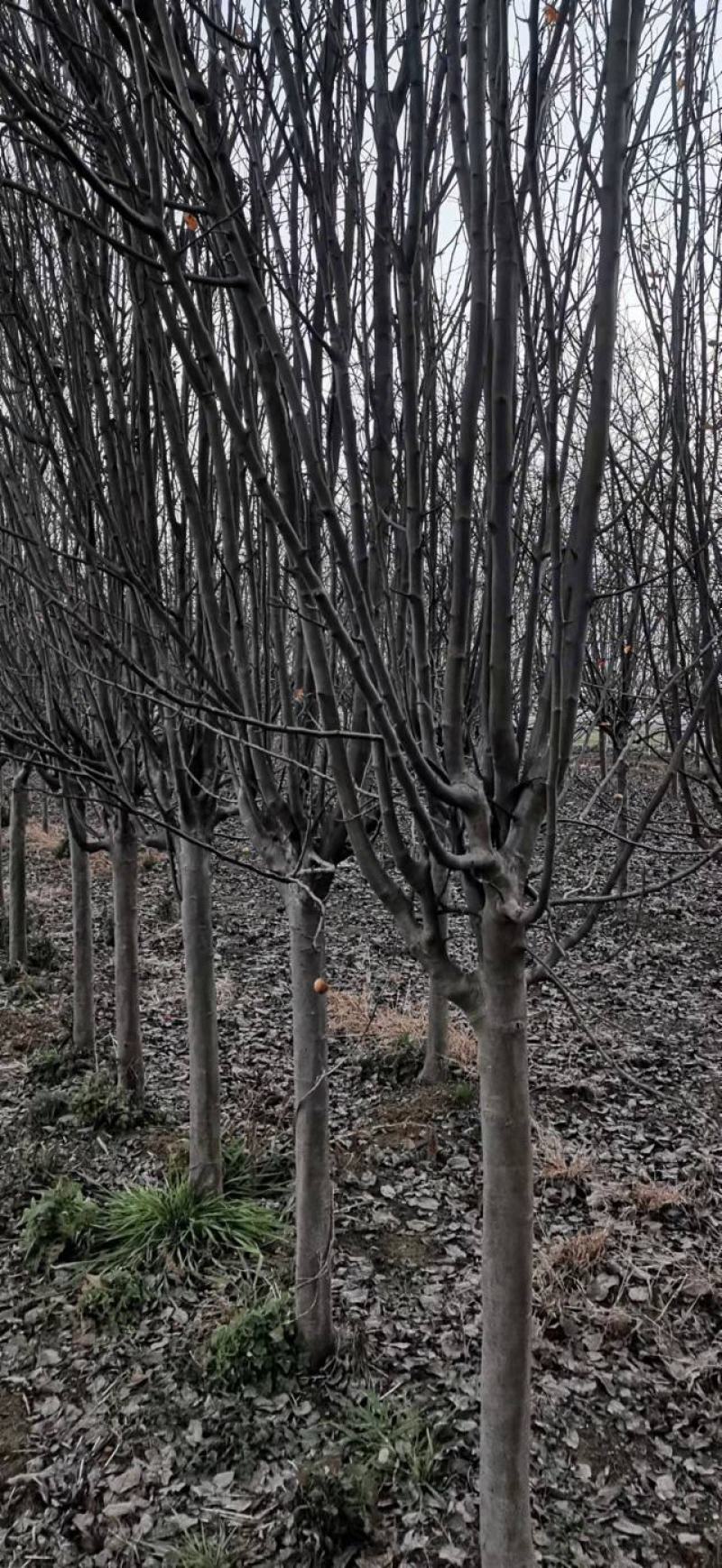 菏泽海棠北美海棠规格5~7cm租地到期，特价出售