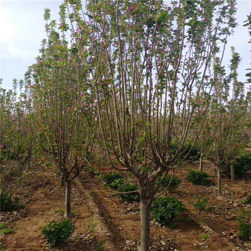 菏泽海棠北美海棠规格5~7cm租地到期，特价出售