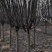 菏泽海棠北美海棠规格5~7cm租地到期，特价出售