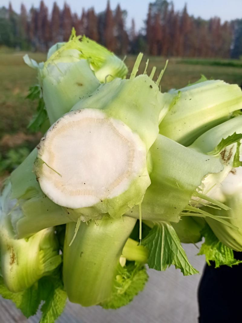 儿菜清秀亮仔大蕊小蕊崇州市儿菜