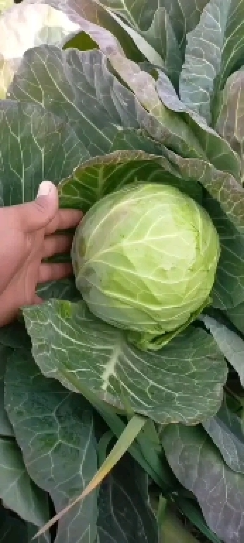甘蓝，扁包，奥奇那扁包，中甘21系列，小铁头